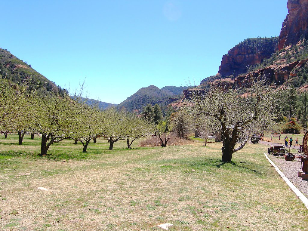 Apple orchards by MAL10587