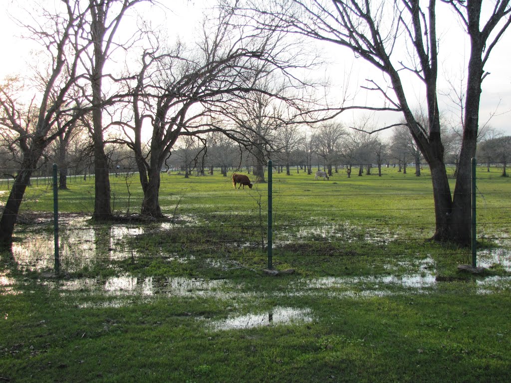 Wetland with cattle (2/14/2012) by WOLFGANG HOUSTON WEST