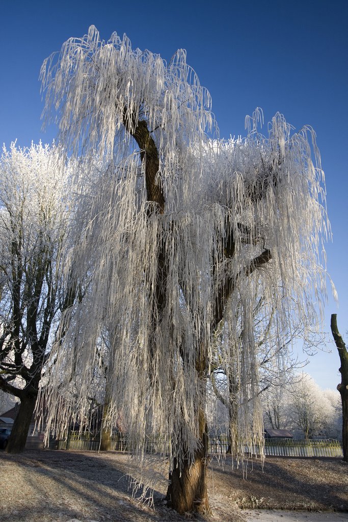 Het Bospark, rijp op de Bomen by Tom Binnekamp