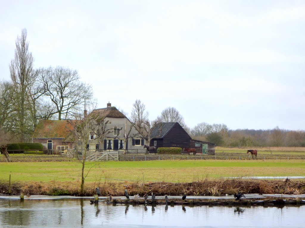 Landelijk plaatje , Cormorants and ducks on riverbank by Mart61