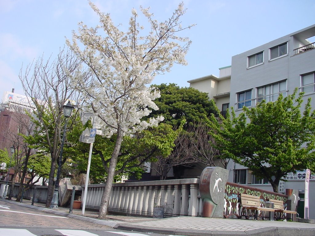 Sakura(white-color)of chakawa-bashi by Fuji Miyuh