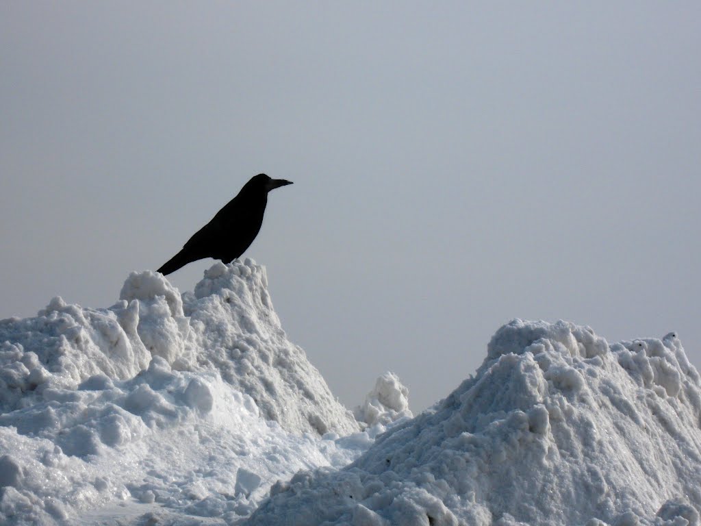 Bijelo carstvo crne vrane | White empire of the black crow by Irena Kralj