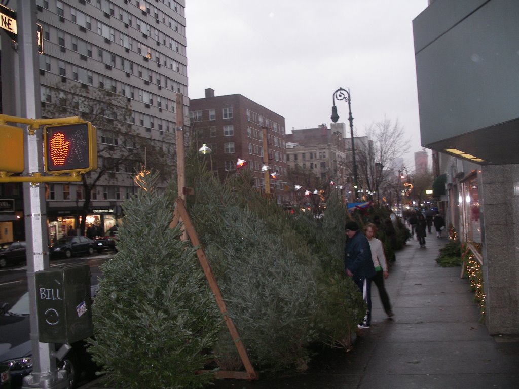 Selling Christmastrees on 6th Avenue by Remmert