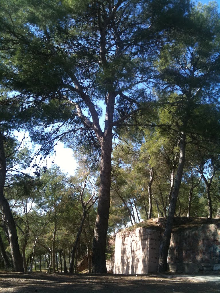 Pino Carrasco en la Muntanya de la Pata, El Puig by travesierra