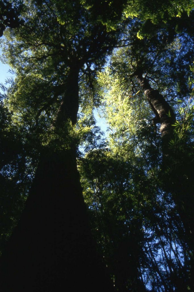 Bosque valdiviana- los alerces by don-andi (mehler)