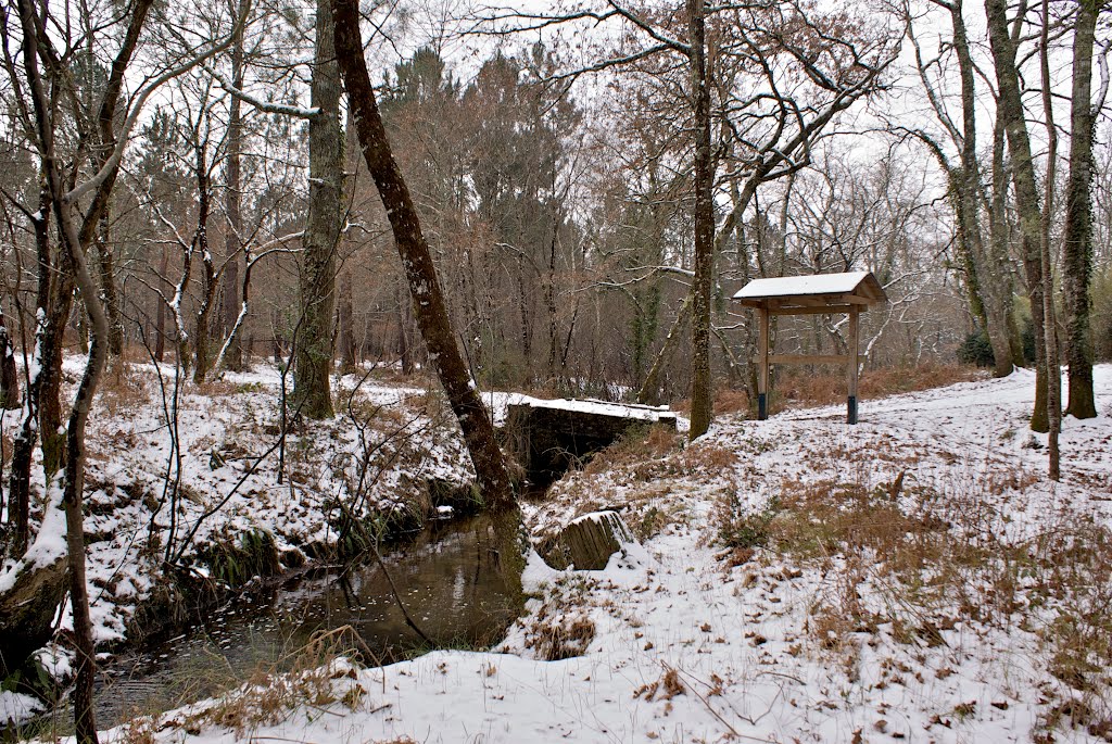 Dans les bois du Ribeyrot by RULLIERE Claude