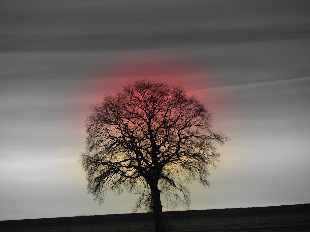 Reckless tree-----(don't enlarge)--- by Tombstone65