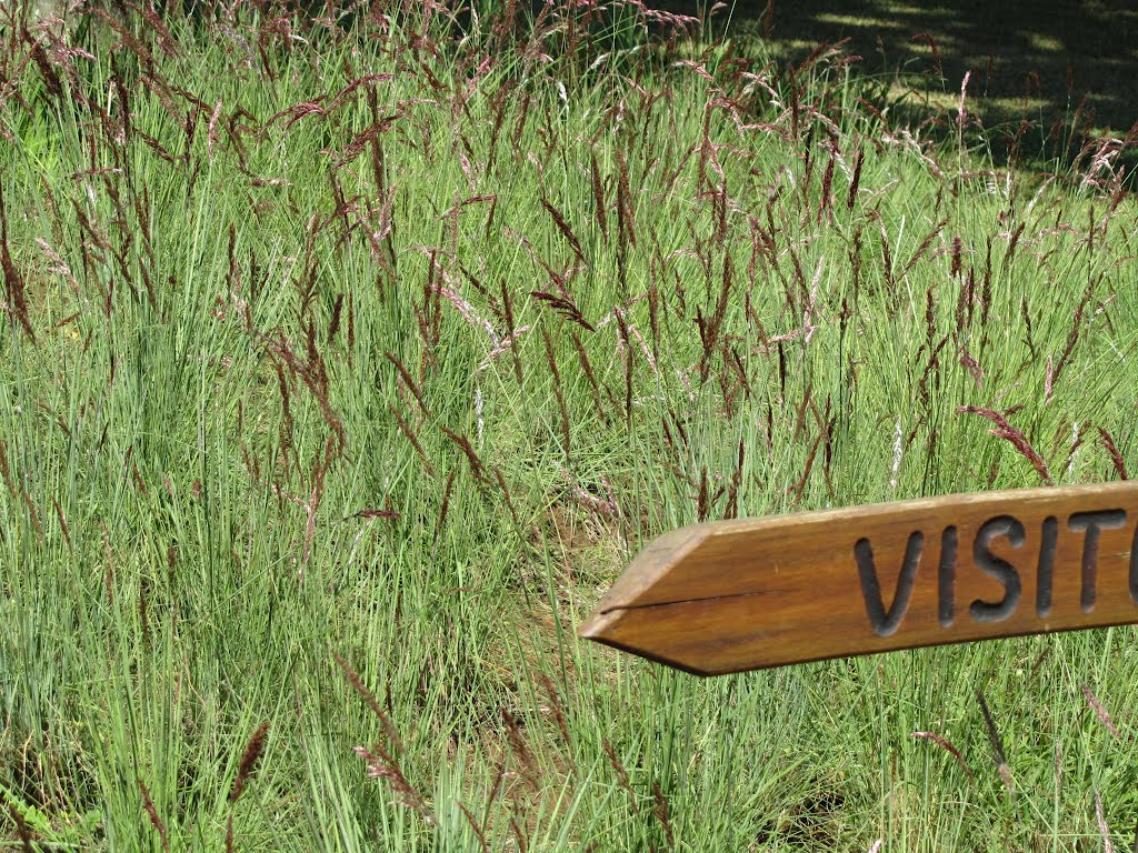 Gardens Kloof Show - Visitors sign in long grass by John A Forbes