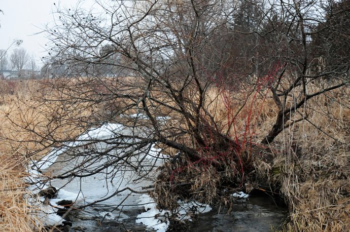 Alder on Creek near Bayside by daicrinne