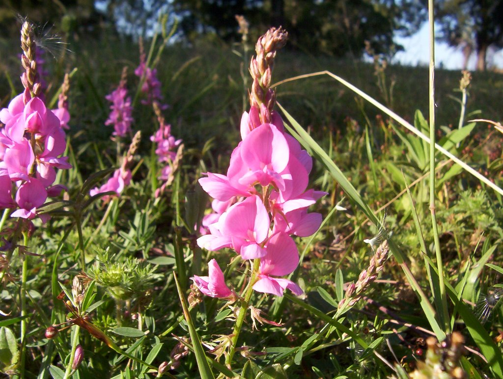 San Carlos - Flora by Edgardo N. ZORZI