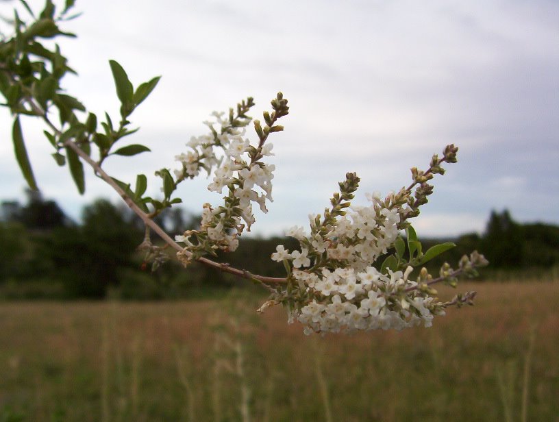 San Carlos - CEDRON DEL MONTE (Aloysia gratissima) by Edgardo N. ZORZI