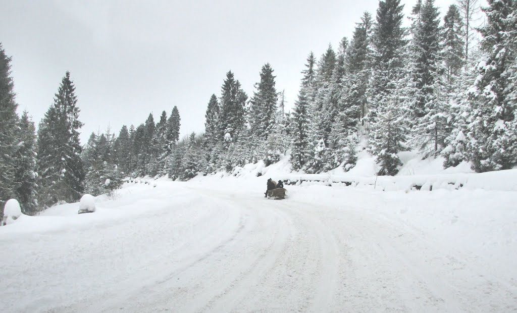 Sledge. Horse. Дорога в леске южнее Турки и лошадка с санками на ней. Вид на северо-запад. by Сургуль