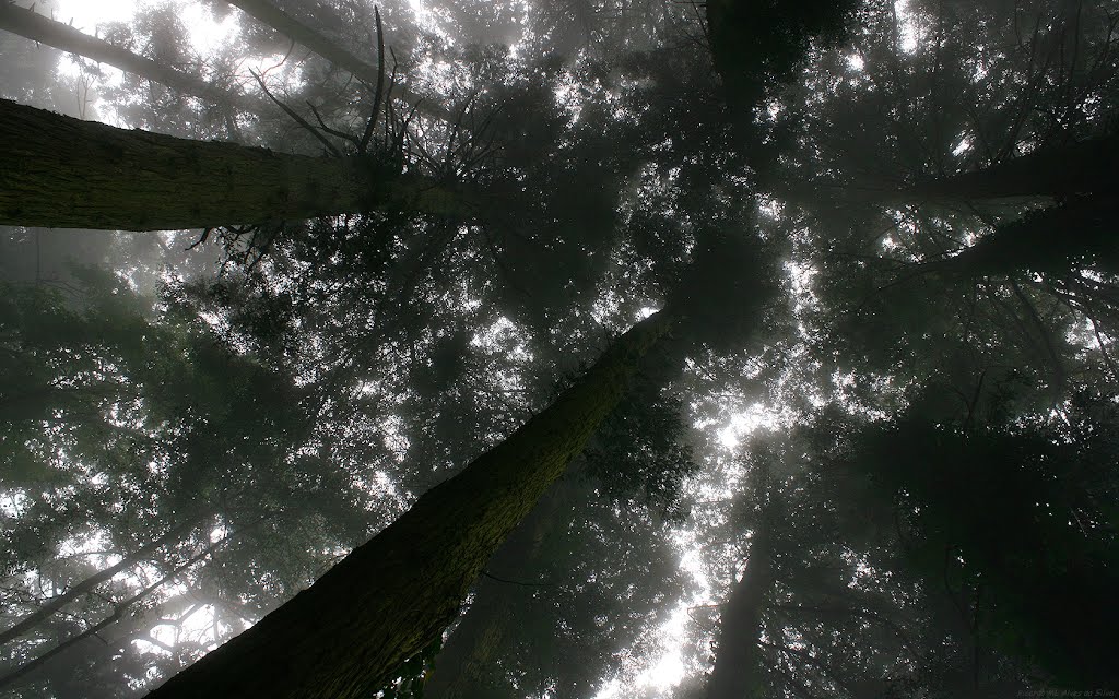 Sequoias in the woods of the castle by Sunseaguls