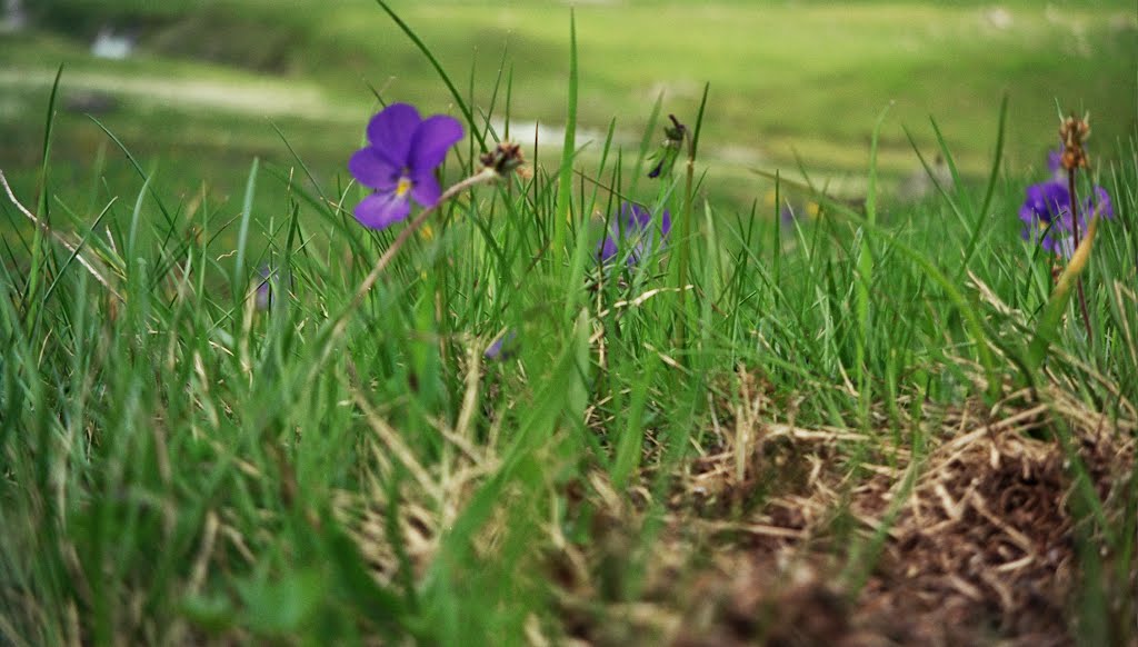 Alpine violet / Alpen-Stiefmütterchen (Viola alpina ),- upperst Val Ferret,Valois/Wallis - 2 by StuckenPeter