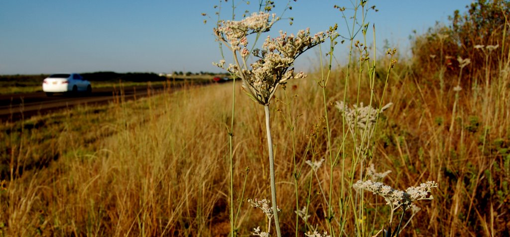 White buckwheat along Hwy 70 appearing late summer 2007 by ArdenZ