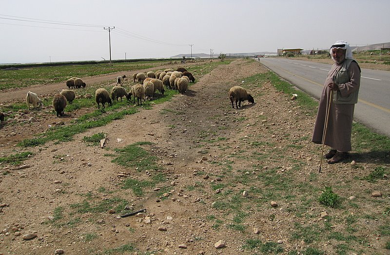 A West Bank shepherd and his flock beside the roadway by Andy Goss