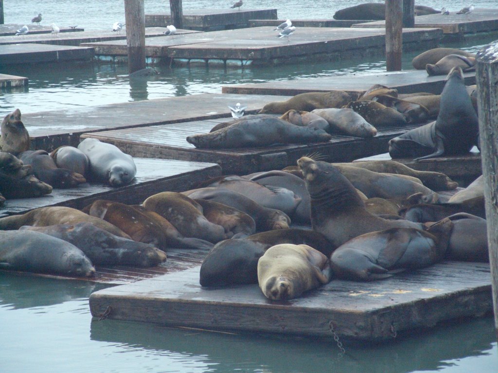 Sea lions at pier 39 by Antonio Olivares Gui…