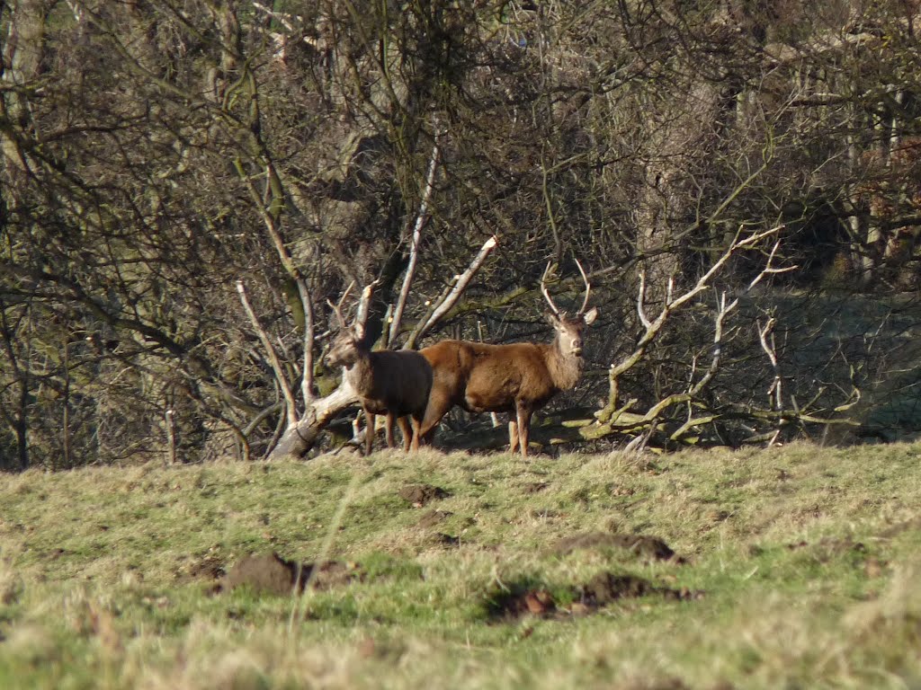 Harewood Stags by swimlife