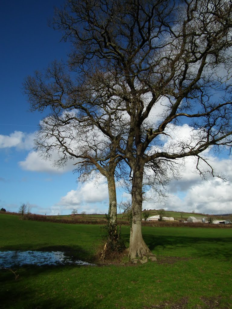 The Camel Trail by Andrew(ollie)Johnson