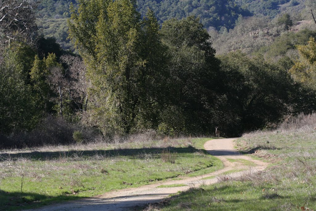 Mule Deer approaches along Hunting Hollow Road 2/19/12 by Edward Rooks