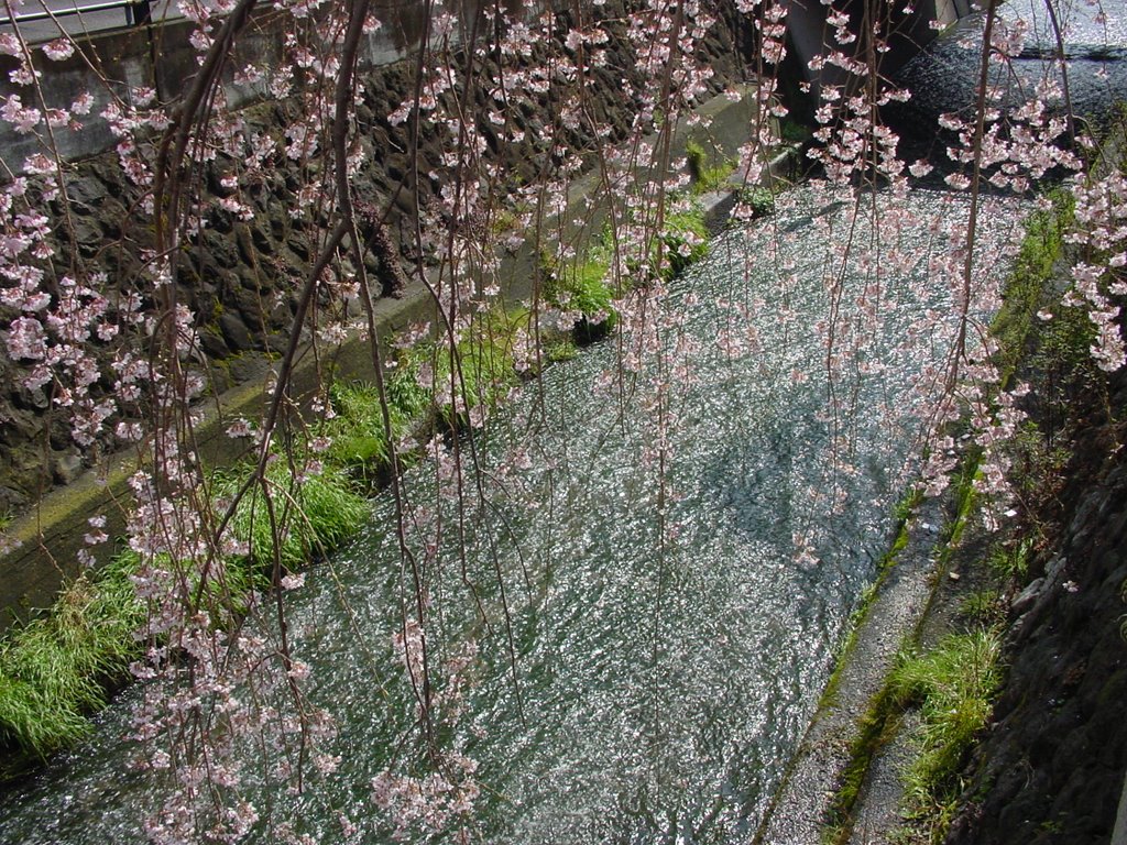 A Sudare(Shidare-Sakura) by Fuji Miyuh