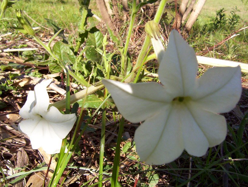 San Carlos - Flora by Edgardo N. ZORZI