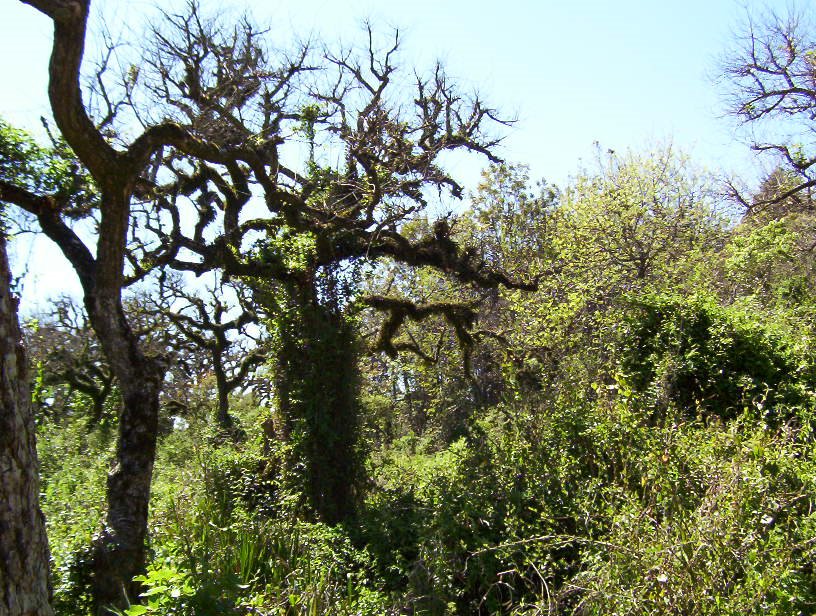 San Carlos - Selva en Galería by Edgardo N. ZORZI