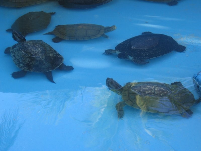 Cuba Cayo Largo Turtlefarm by r.leonardo