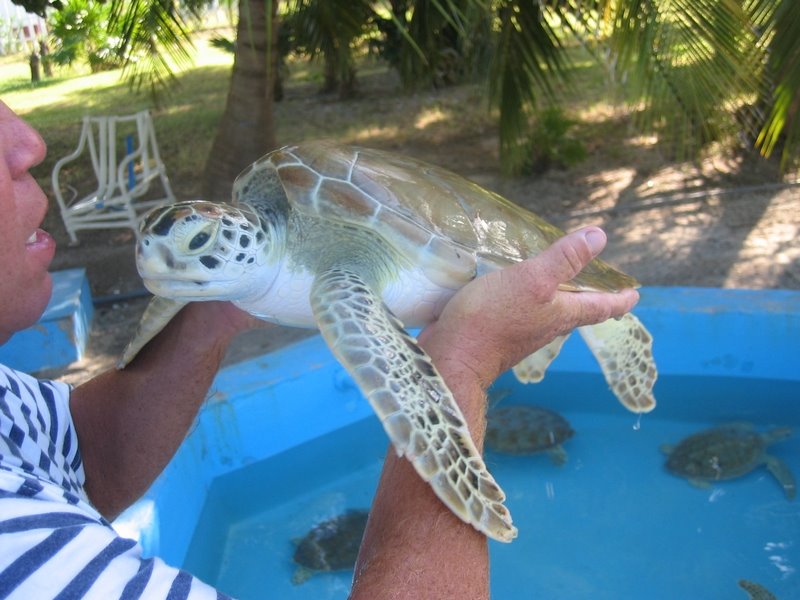 Cuba Cayo Largo Turtlefarm by r.leonardo