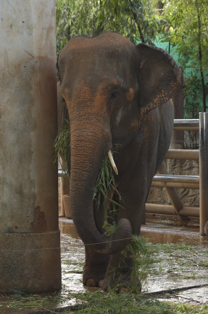 elephant dusit zoo bangkok by Aleksandr Goldyrev