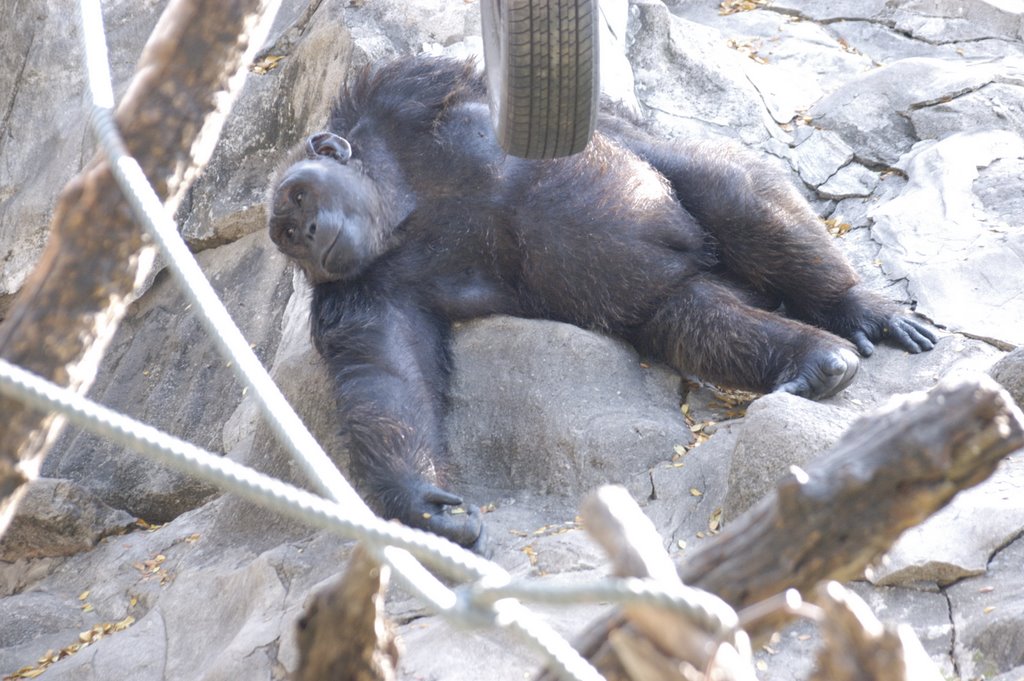 Chimpanzee dusit zoo bangkok by Aleksandr Goldyrev