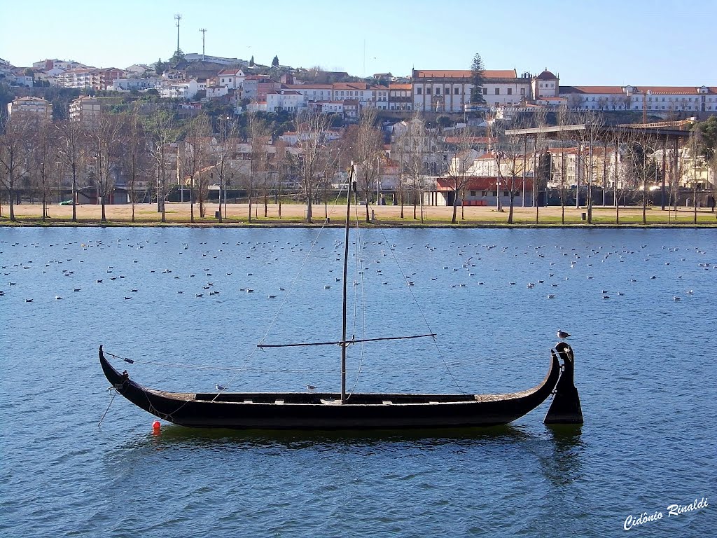 Inverno Parque Verde - Coimbra - Portugal by CidonioRinaldi