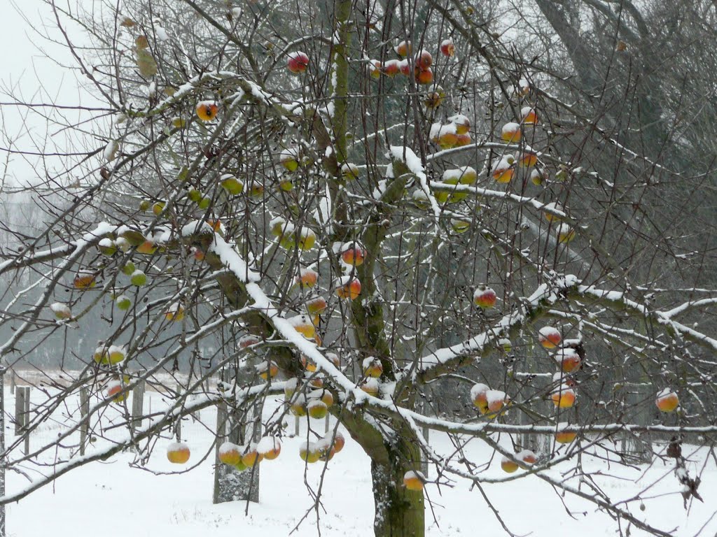 Winteräpfel by Ziegler