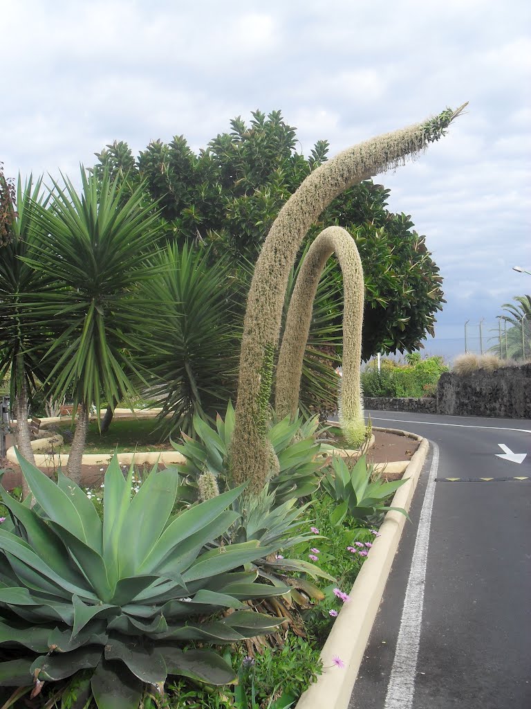 Plaza en puerto de la cruz-tenerife- by gerardo alberto nuñez