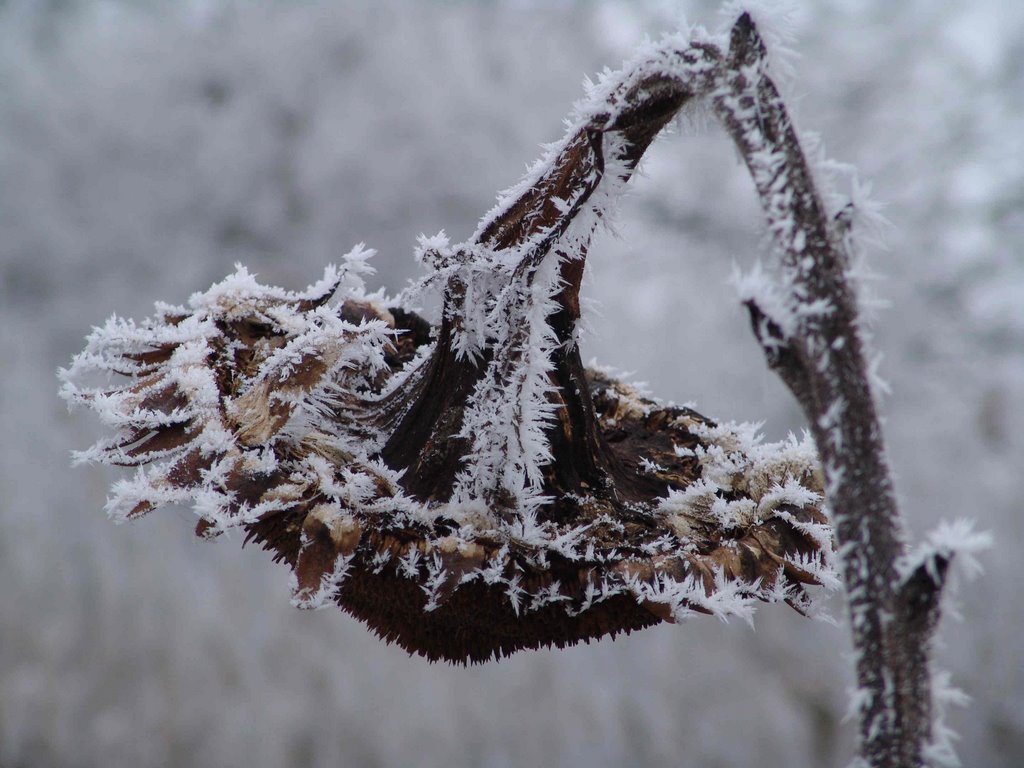 Icy sunflower by world of pictures by…