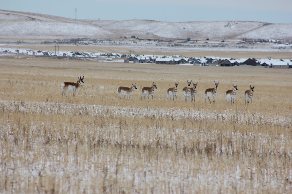 West Jordan Antelope by runt35