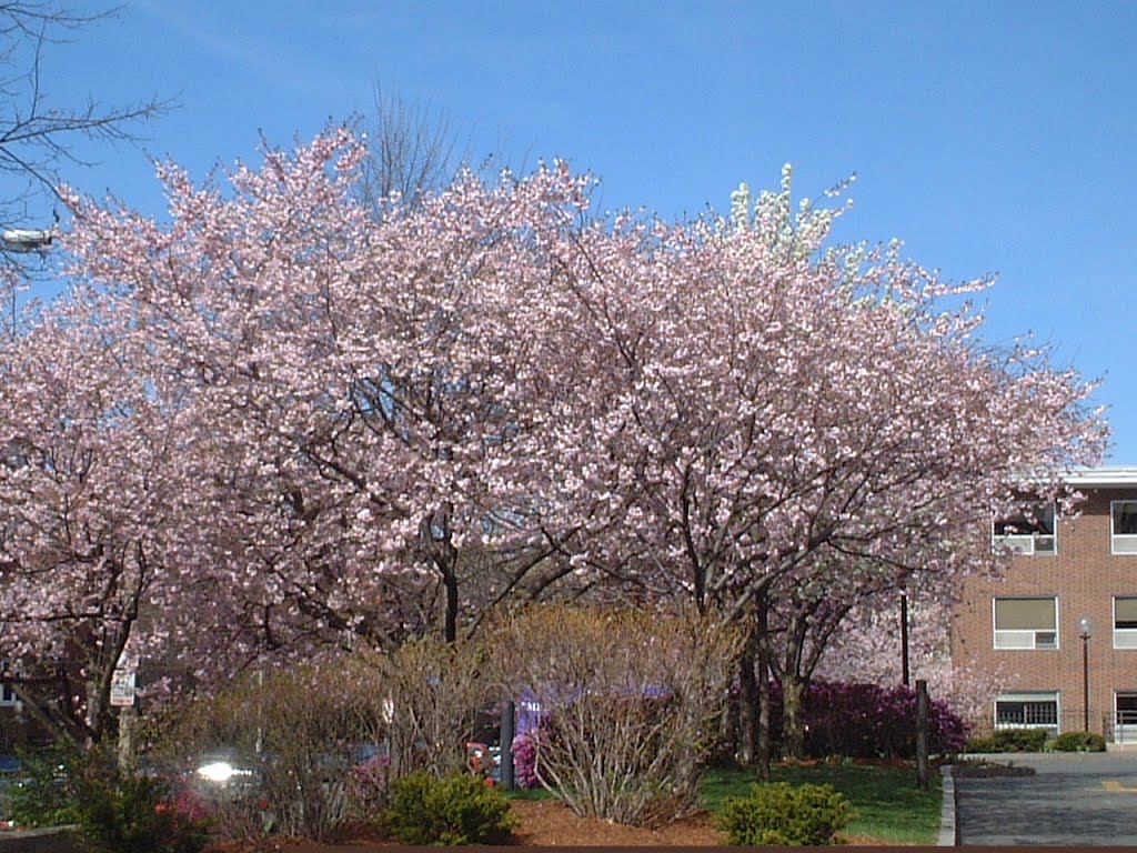 ロングウッドの桜　cherry blossoms at Longwood, 2002 by Gwendolen Grandcourt