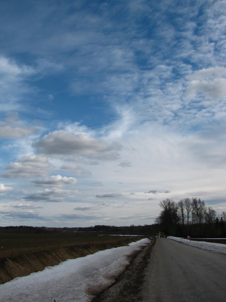 Migrating birds near Vasula by lontrus