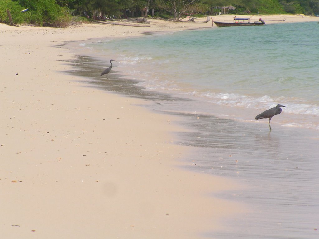 Ko Ngai/Hai - birds on beach by Erik Vind