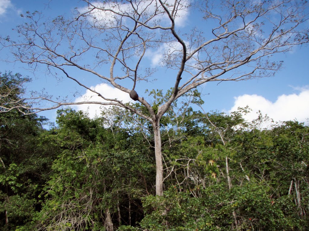 BELIZE: ORANGE WALK: NEW RIVER: tree with termite nest by Douglas W. Reynolds, Jr.