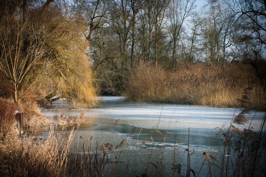 L'hiver dans la réserve naturelle by Roland Wentz