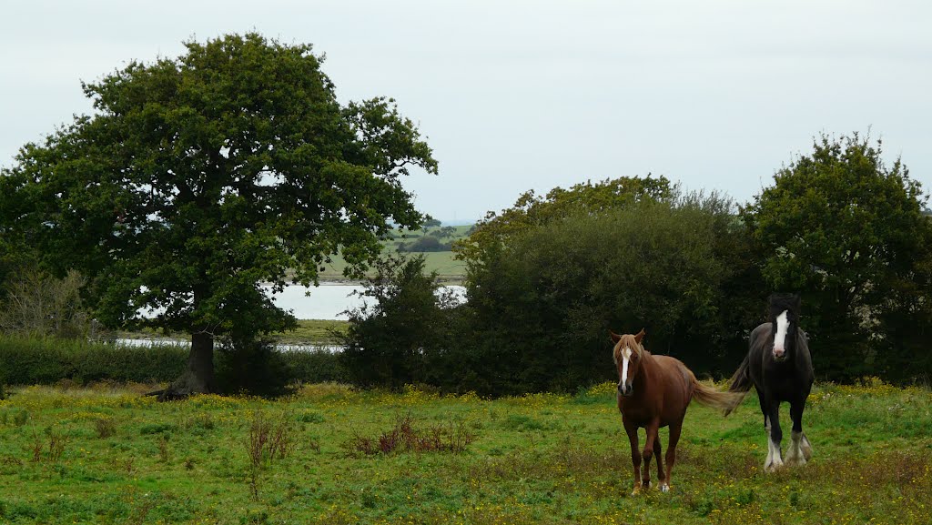 Horses coming over to say hello, Newtown, Isle of Wight by kesh1967