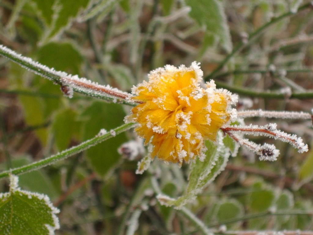 Kerria japonica _(by Andrea)_ by Ilda Casati