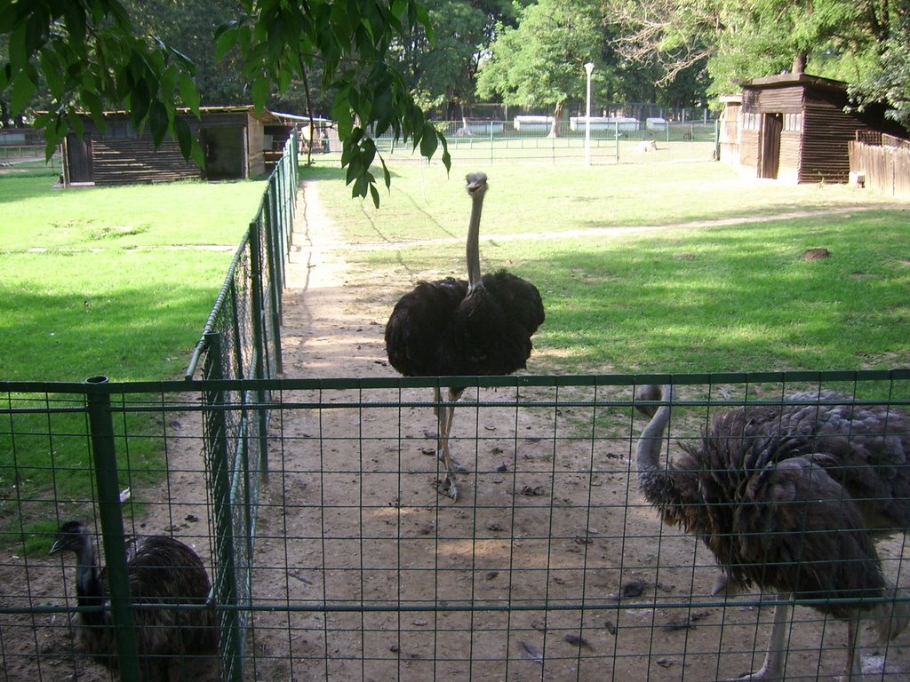 African ostrich at the Zoo by tibitza