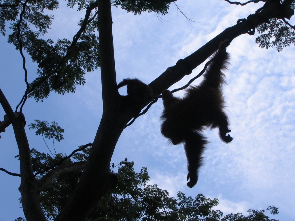 Urang Utan Singapore Zoo by Trixitraxi