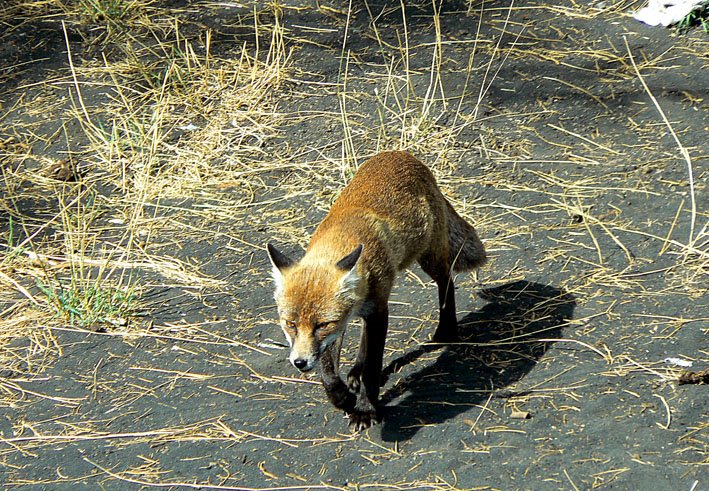 Fox at the north side Etna forests (Sicily) by Tjarko Evenboer