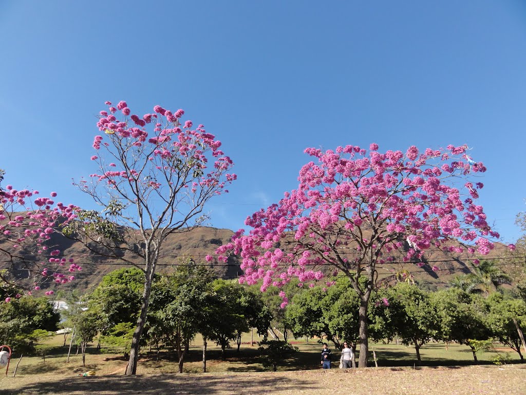 Ipê florido junto a Praça do Papa e no fundo a Serra do Curral - Belo Horizonte - Minas Gerais - Brasil by Paulo Yuji Takarada