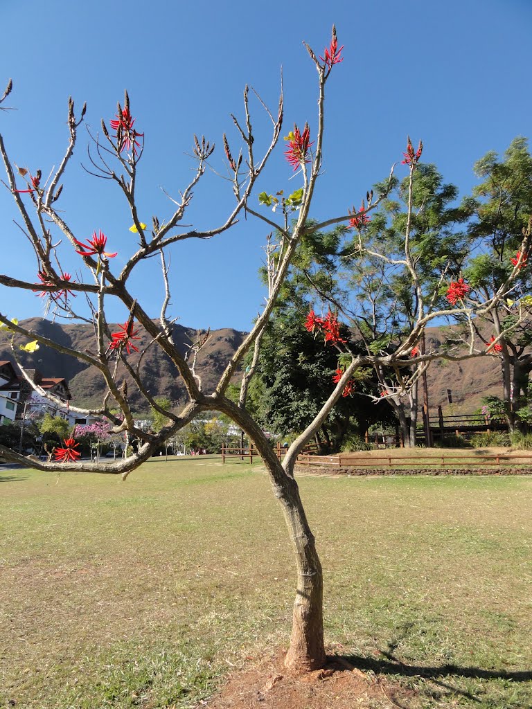 Uma árvore florida junto a Praça do Papa e no fundo a Serra do Curral - Belo Horizonte - Minas Gerais - Brasil by Paulo Yuji Takarada