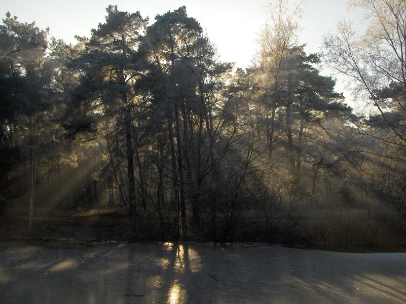 Sunbeams in 'de Witte Bergen' - IJhorst, the Netherlands by T NL