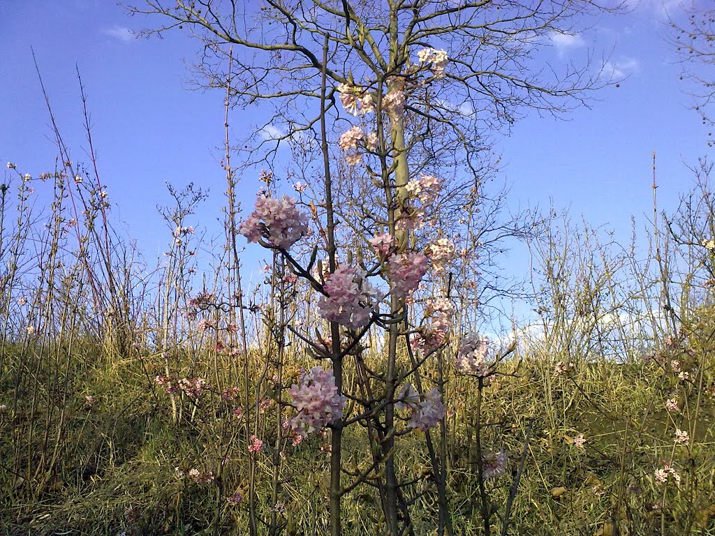 Blühende Sträucher by Blumenfreund